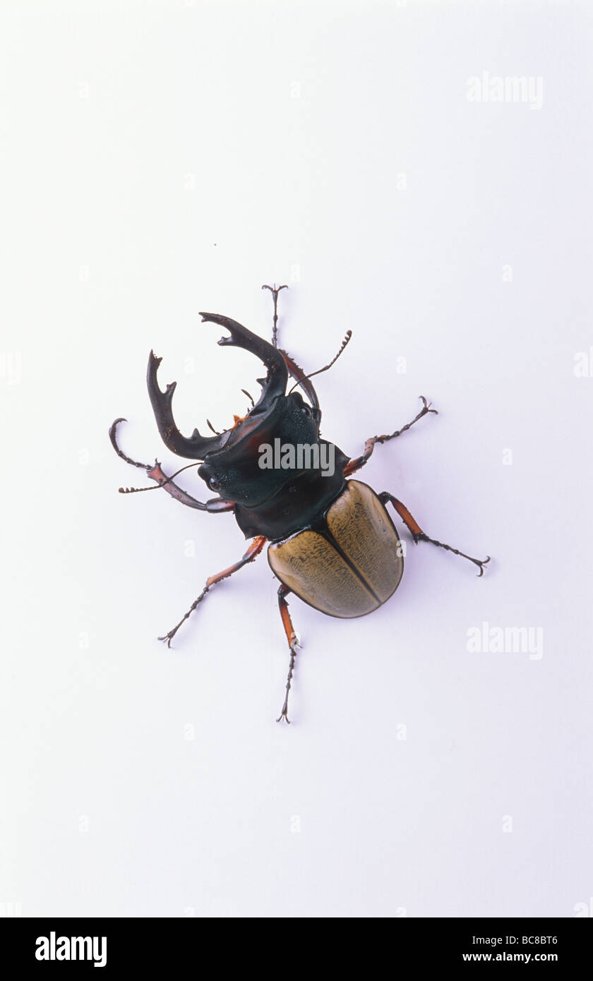 Il Cocco Stag Beetle, Odontolabis femoralis lotta Foto Stock
