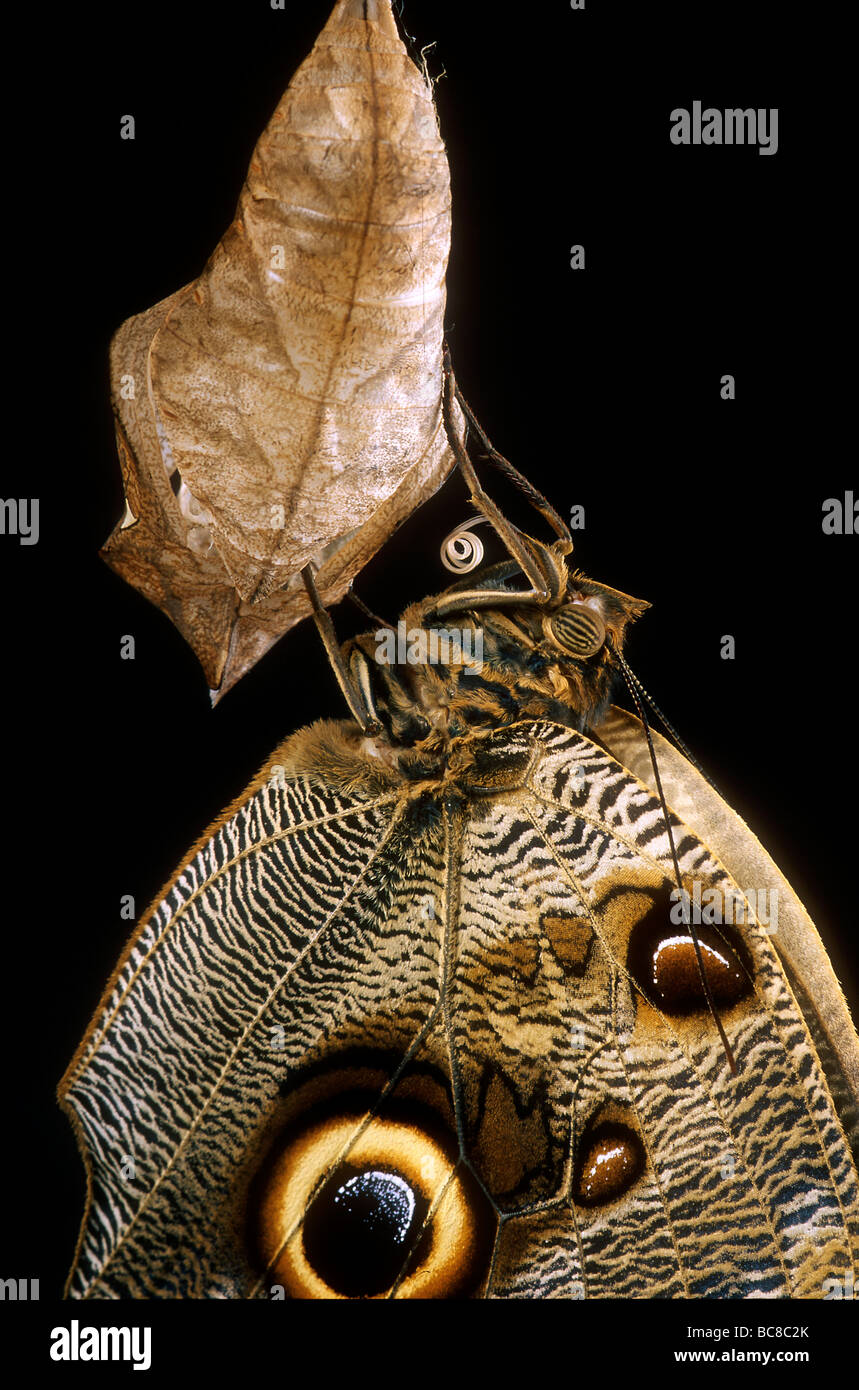 Close up della farfalla Civetta, Caligo, emergenti dalla sua crisalide Foto Stock