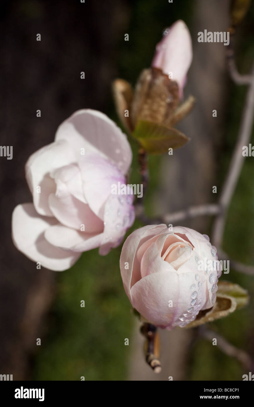 Bianco closeup Magnolia Magnolia x loebneri merrill Giardino Botanico Madrid Spagna Foto Stock