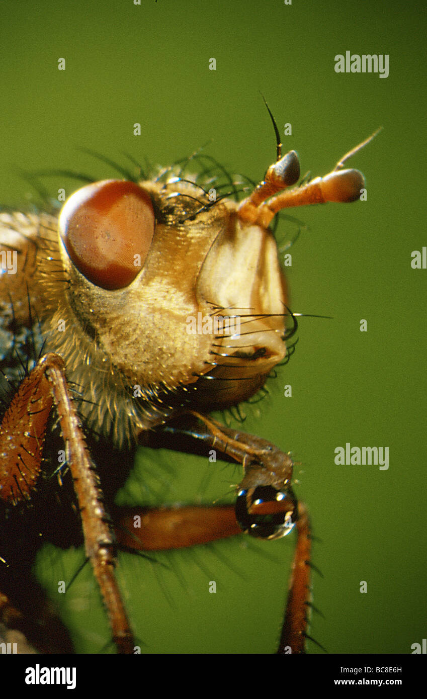 In prossimità della testa di un giallo sterco-fly, Scathophaga stecoraria Foto Stock