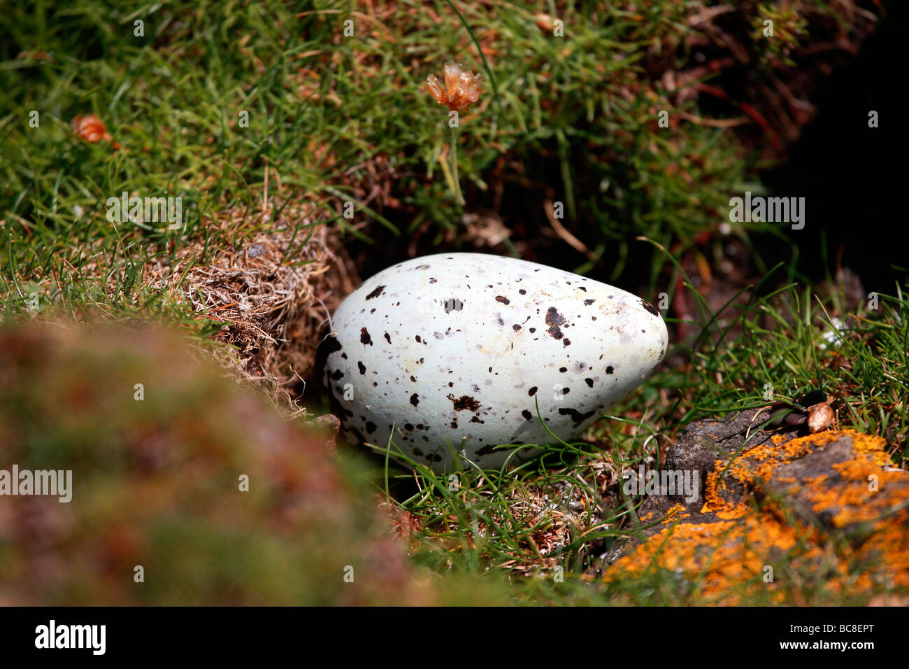 Uovo di Guillemot Foto Stock