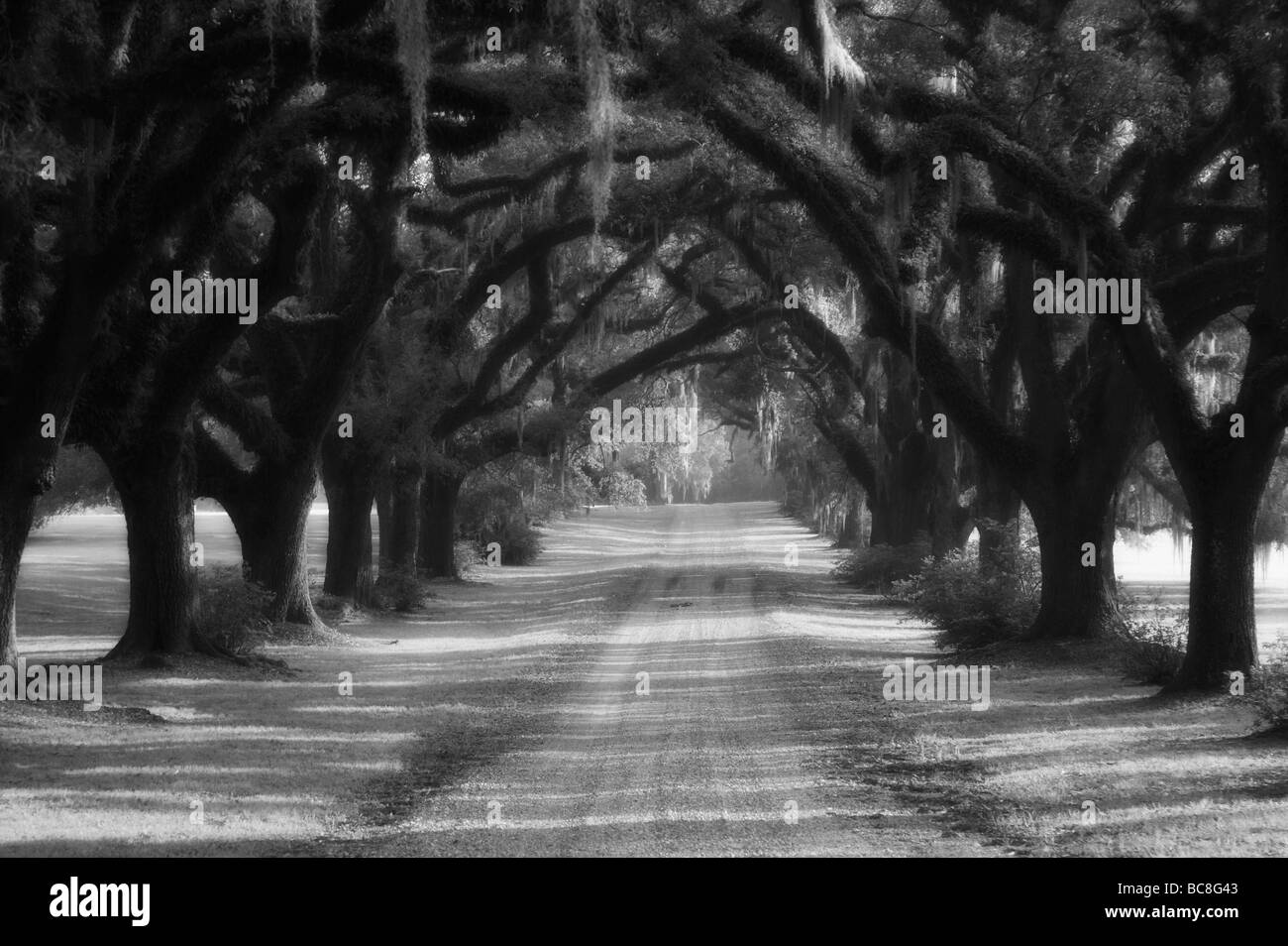 Live oaks fodera vialetto in St Francisville Louisiana Foto Stock