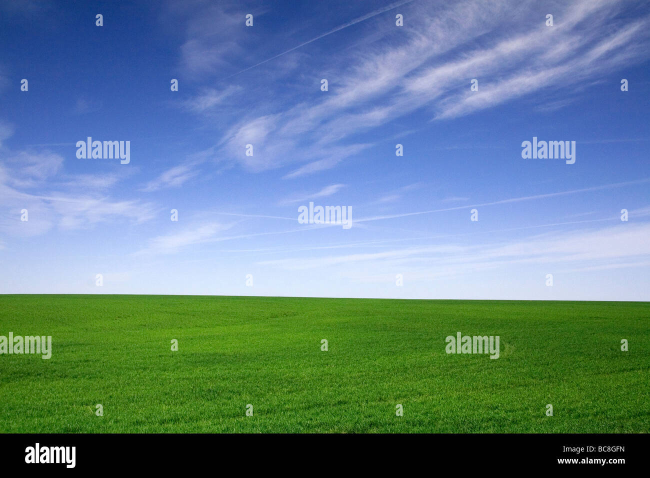 Il verde dei campi di grano in Washington County Colorado USA Foto Stock