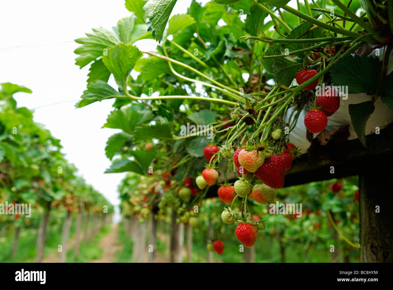 Strabwerries su piante a scegliere la vostra azienda frutticola in hampshire, Regno Unito Foto Stock