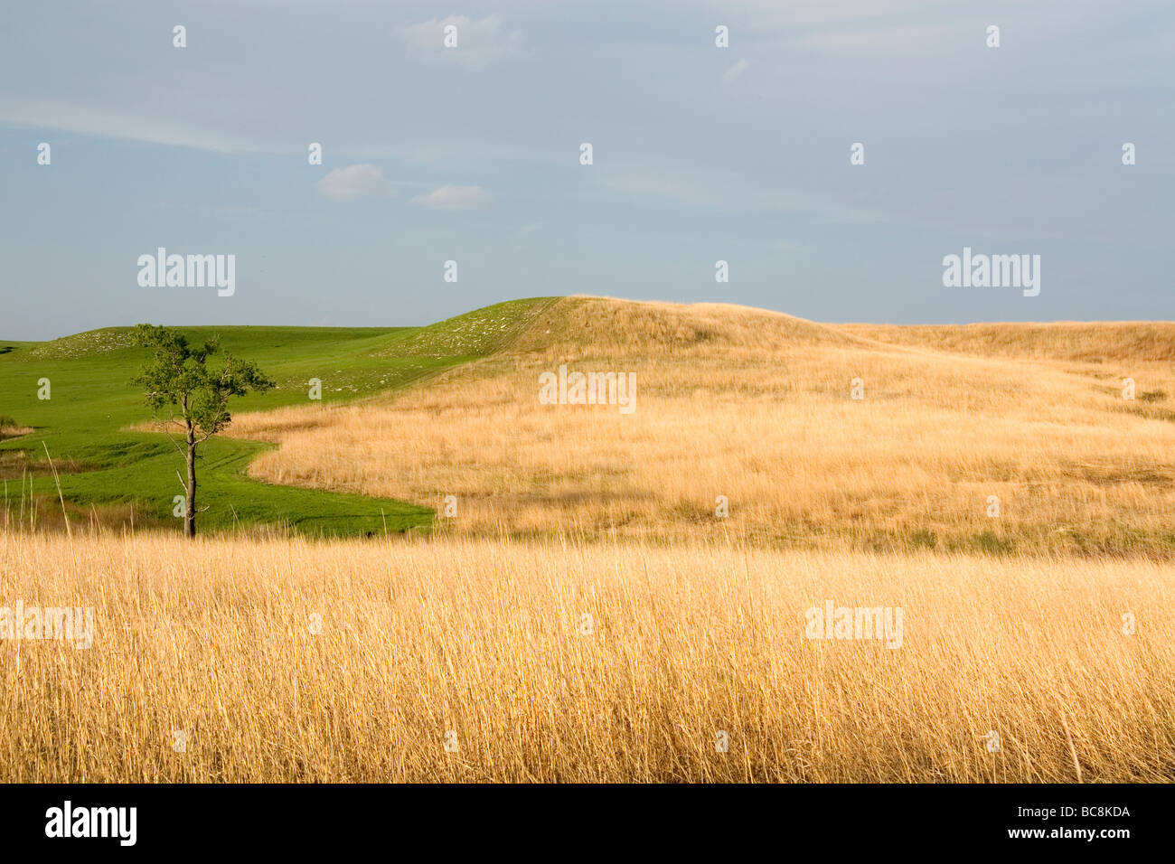 Konza Prairie stazione biologica è una confettura di nativo tallgrass prairie in selce colline del nord-est del Kansas USA Foto Stock