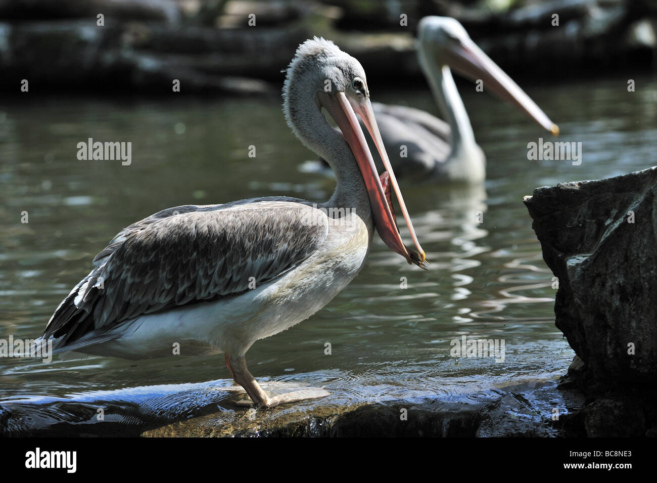 Pelican catturato alcuni pesci Foto Stock