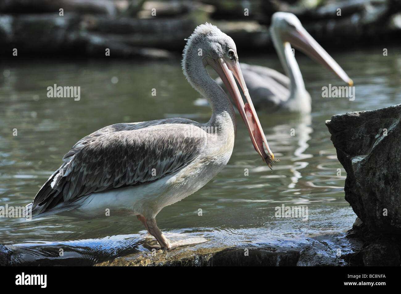 Pelican catturato alcuni pesci Foto Stock