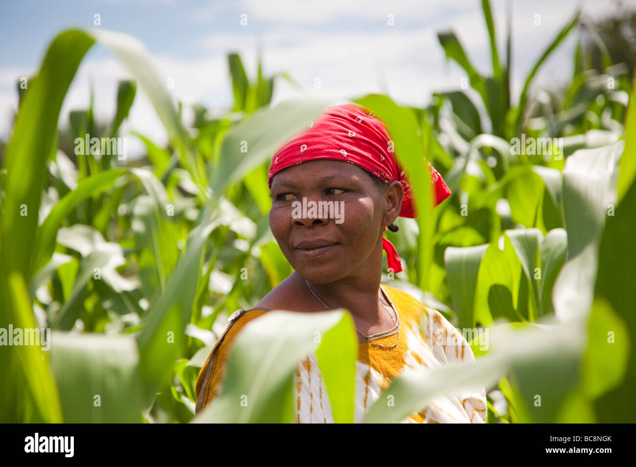 Ritratto di una donna africana di agricoltore in un campo di mais. Villaggio Kikwe Arumeru District Arusha in Tanzania Foto Stock