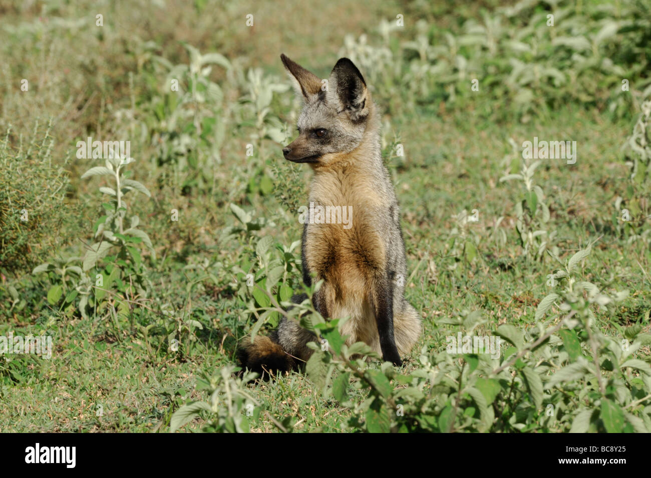 Foto di stock di un bat-eared Fox seduto e guardare, Ndutu, Ngorongoro Conservation Area, Tanzania, febbraio 2009. Foto Stock