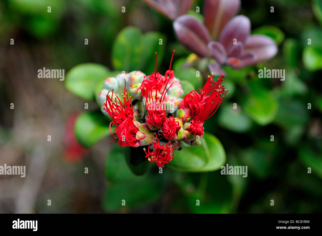 Fiori freschi di Pua Lehua flower, Hawaii, Stati Uniti d'America. Foto Stock