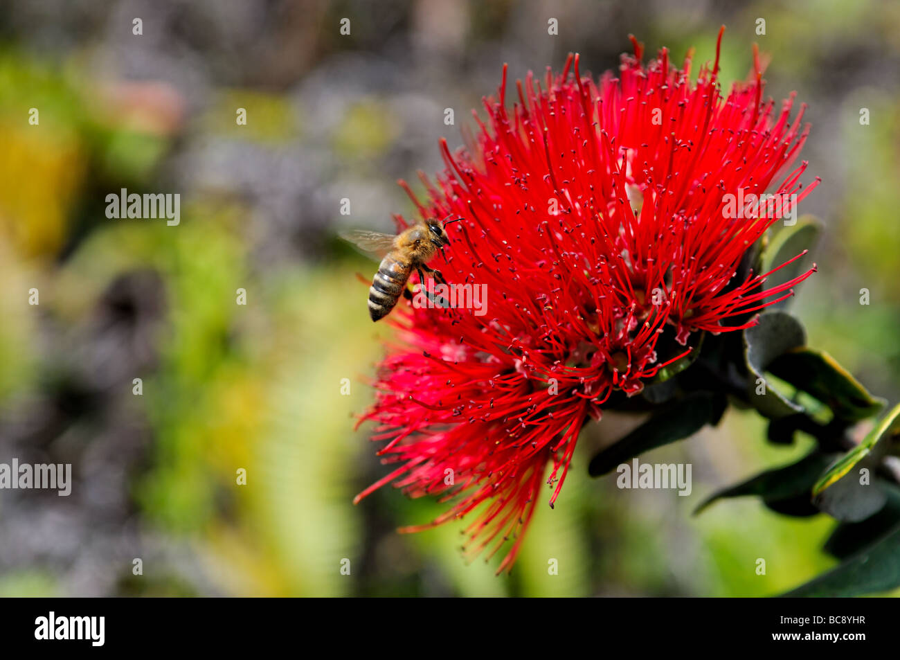 Red Pua Lehua flower e un'ape, Hawaii, Stati Uniti d'America. Foto Stock