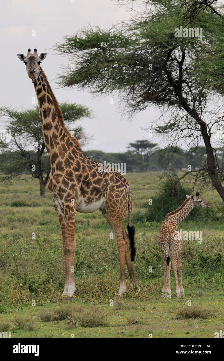 Foto di stock di una giraffa di mucca e di vitello insieme permanente nel bosco Ndutu, Tanzania, 2009. Foto Stock