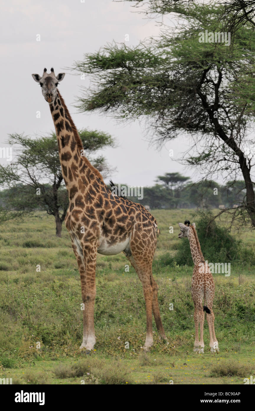 Foto di stock di una giraffa di mucca e di vitello insieme permanente nel bosco Ndutu, Tanzania, 2009. Foto Stock