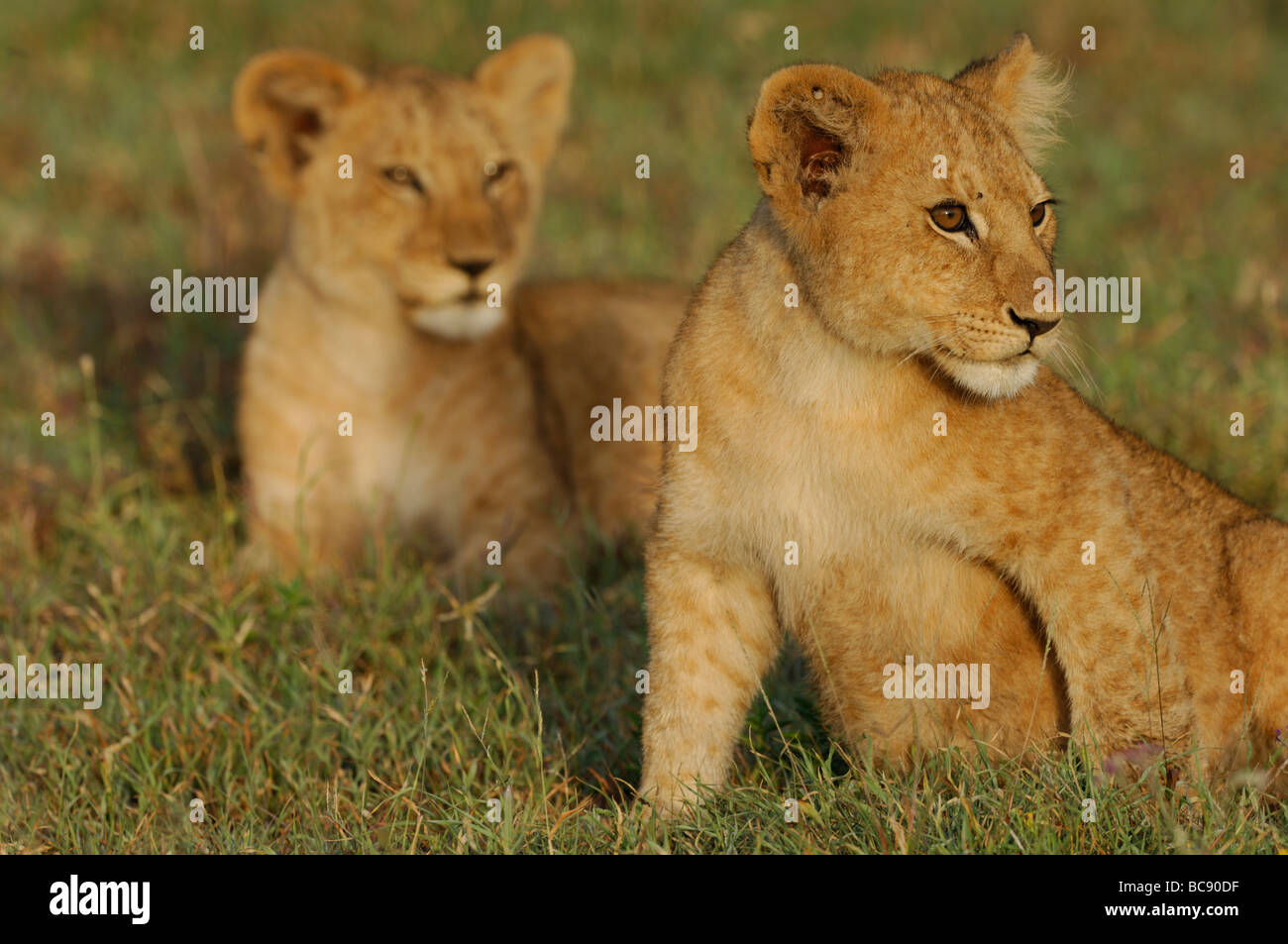 Stock Foto di due cuccioli di Leone seduto insieme all'alba, Serengeti National Park, Tanzania. Foto Stock