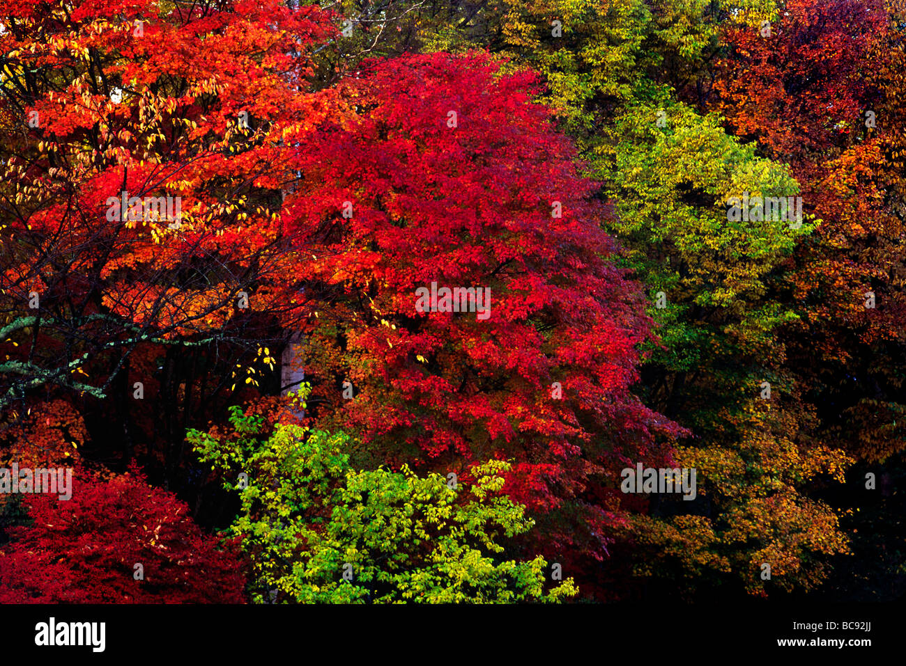 Alberi di acero girare a colori come autunno colpisce il 5 zona dei laghi FUJI HAKONE IZU NATIONAL PARK GIAPPONE Foto Stock