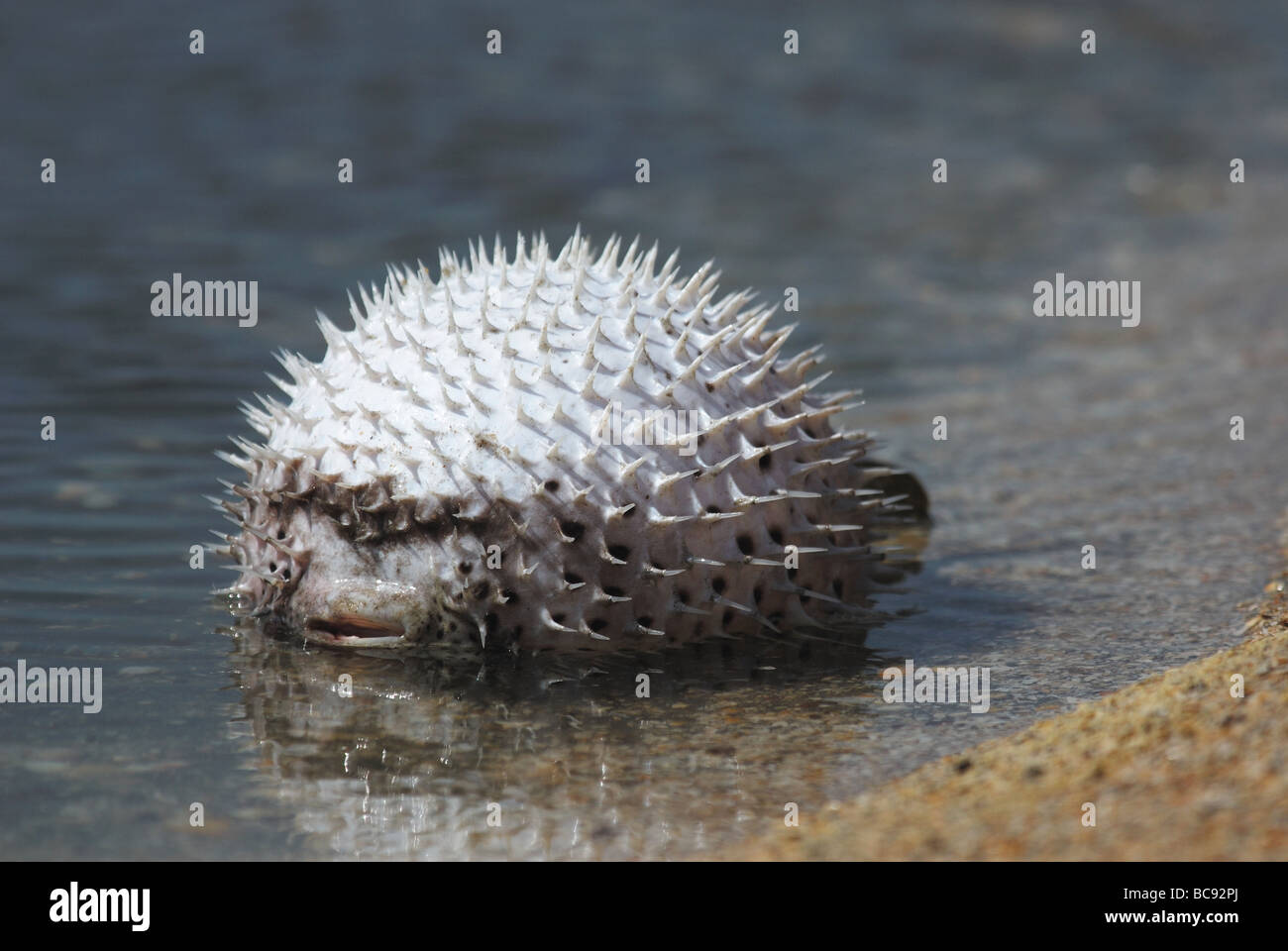 Pesce istrice lasciato morire in un pool in Gambia Foto Stock