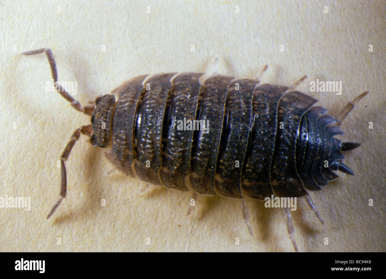 Pidocchio Del Legno Porcellio Scaber Foto Stock Alamy