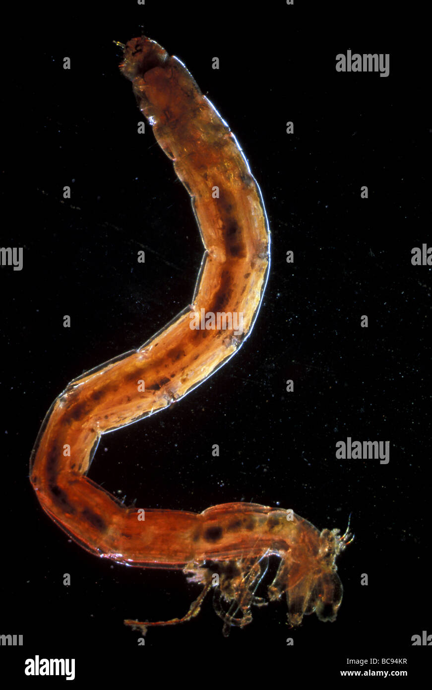 Bloodworm Non mordere Midge Larva, Chironomus Foto Stock