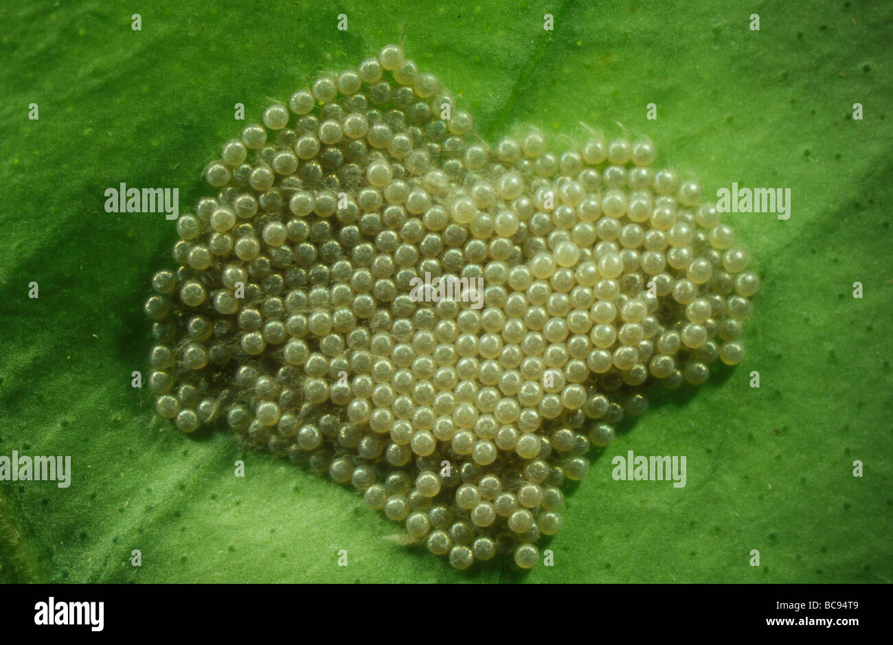 Cluster di coda forcuta farfalla uova deposte su una foglia Foto Stock