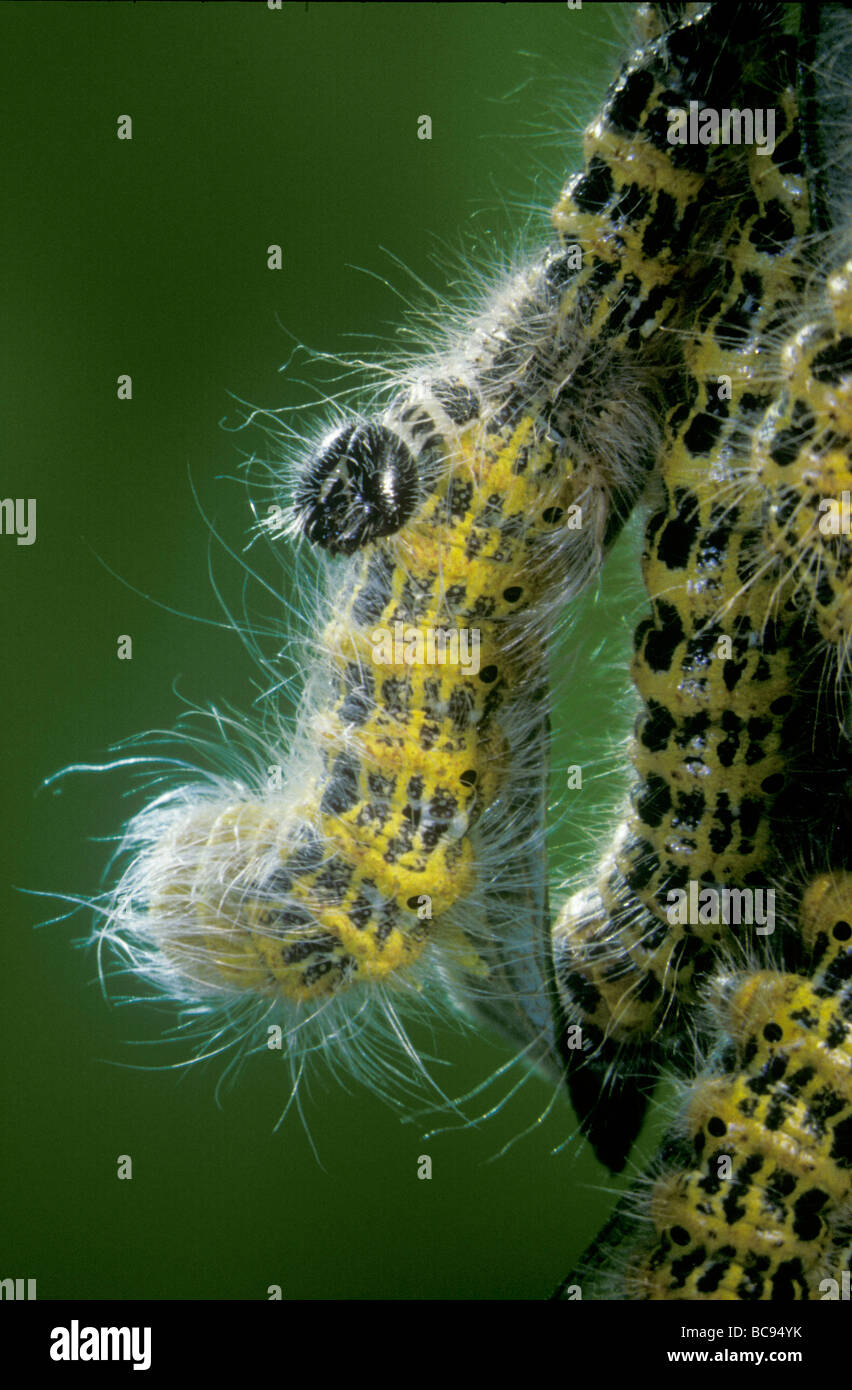 Giallo hairy moth bruchi versando una vecchia pelle Foto Stock