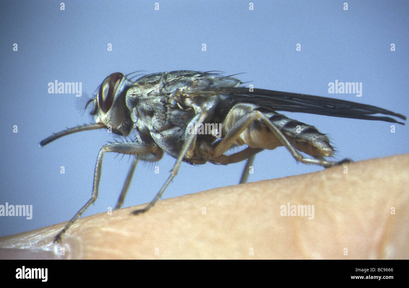 Mosca Tsetse, Glossina - alimentazione del sangue umano. Tsetse mosche sono il vettore per diversi tropicali malattie umane. Foto Stock