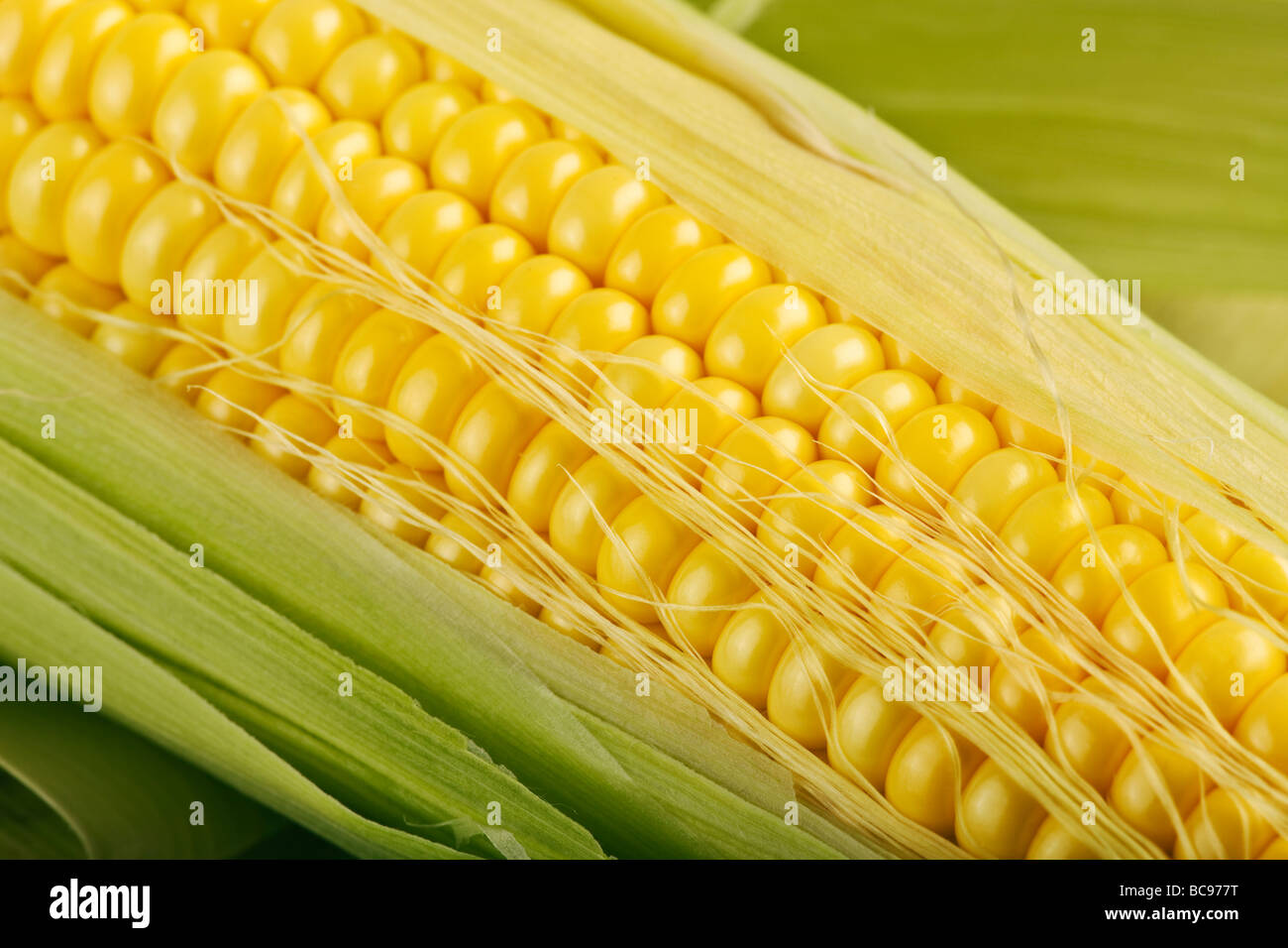 Close up sulla pannocchia di mais Foto Stock
