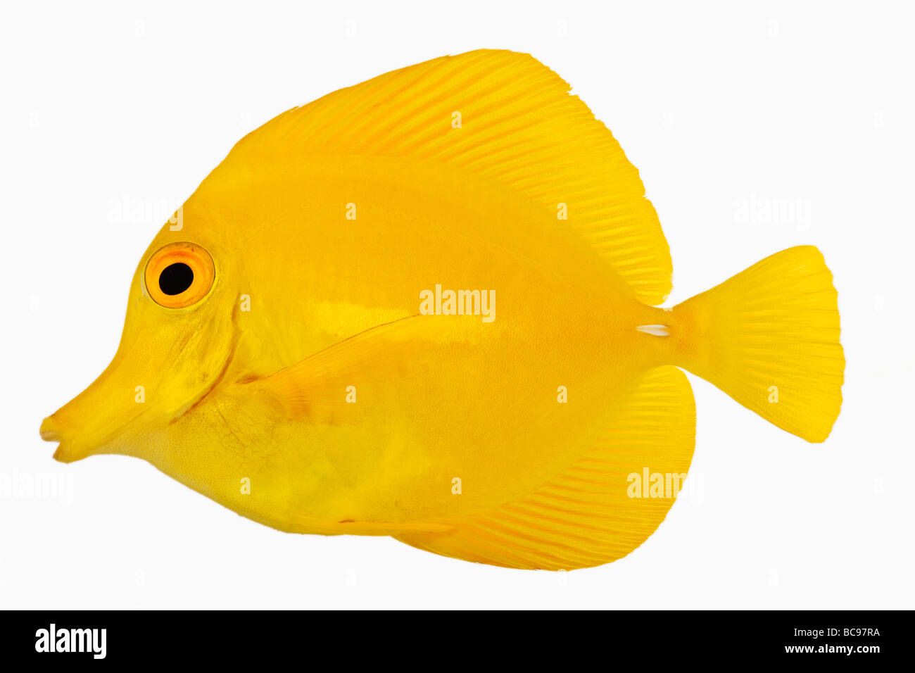 La linguetta gialla pesci Zebrasoma flavescens noto anche come giallo Hawaiian Tang Sailfin giallo codolo o giallo erbivori Surgeonfish Foto Stock