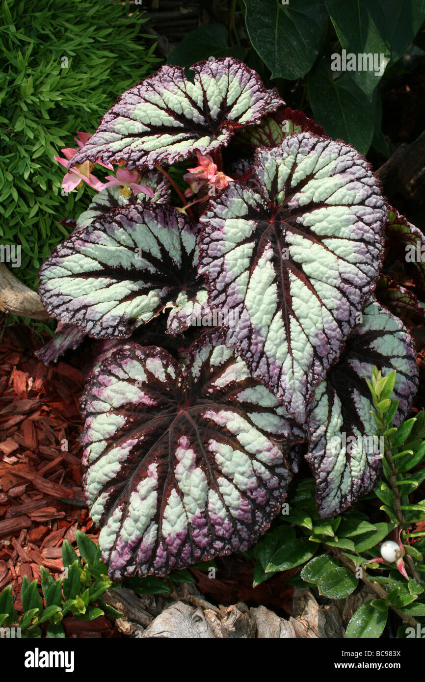 Variegata di foglie di Begonia fuochi d'artificio Rex preso per lo Zoo di Chester, England, Regno Unito Foto Stock