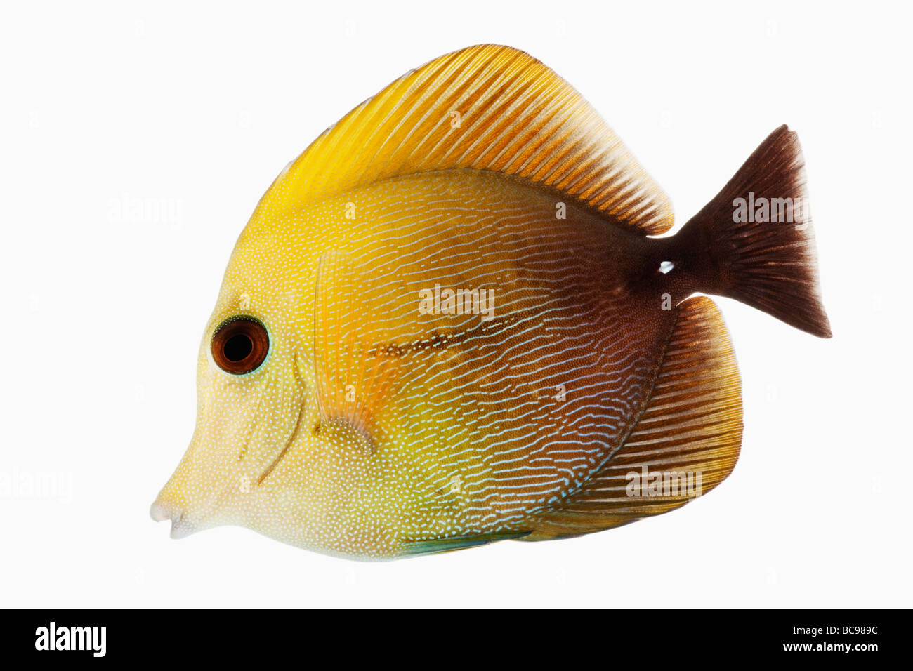 Codolo marrone marine pesci pesci di scogliera noto anche come Brown Scopas Tang e due toni Sailfin Tang Dist Centro e Sud Pacifico Foto Stock