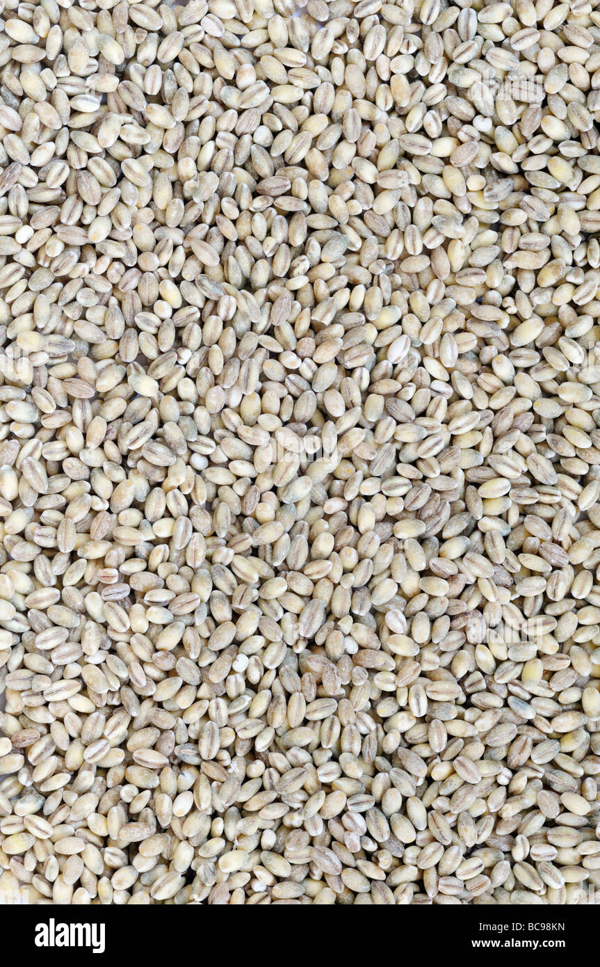 Orzo perlato Foto Stock