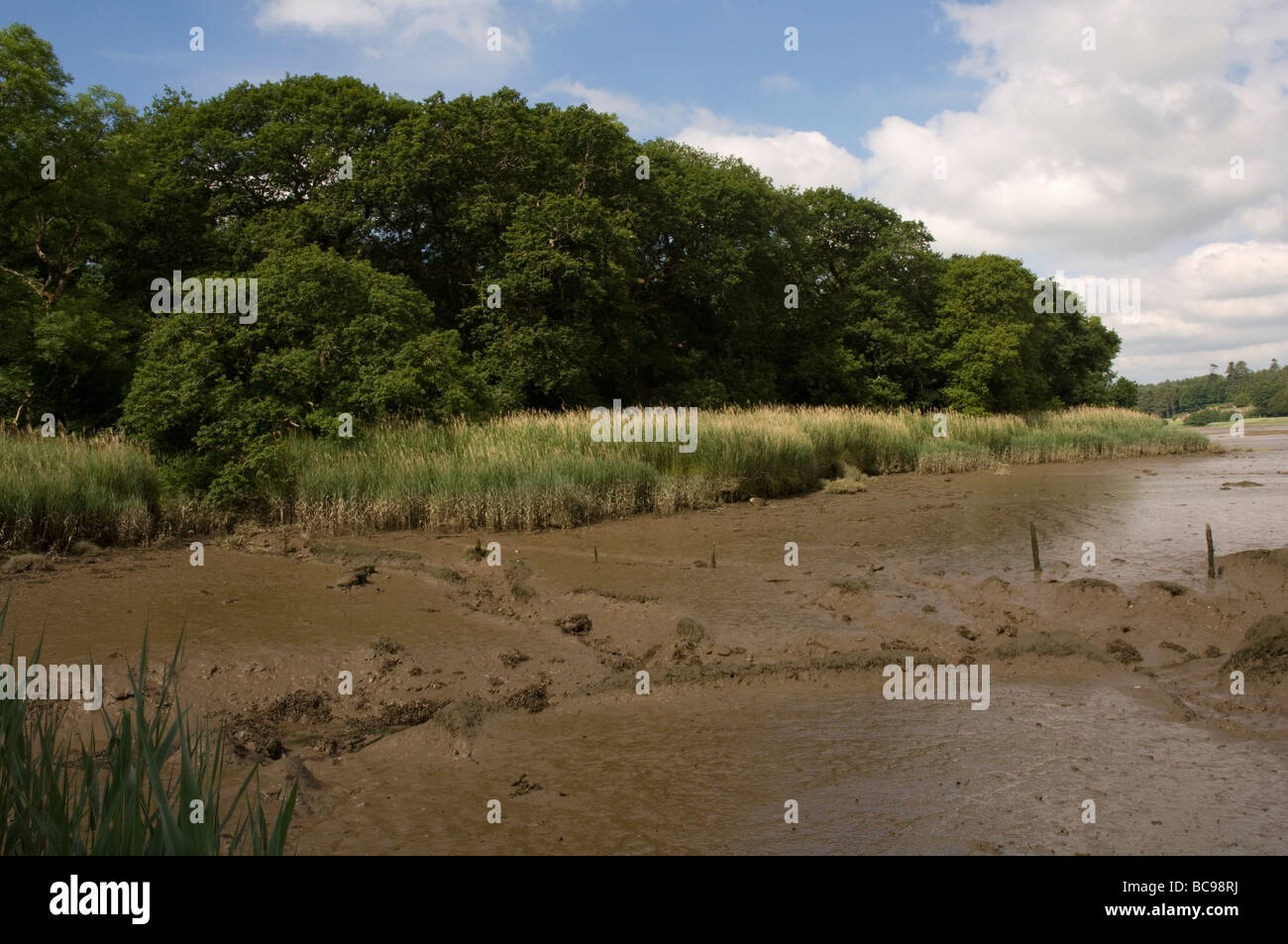 Cleddau orientale Pembrokeshire Wales UK Europa Foto Stock