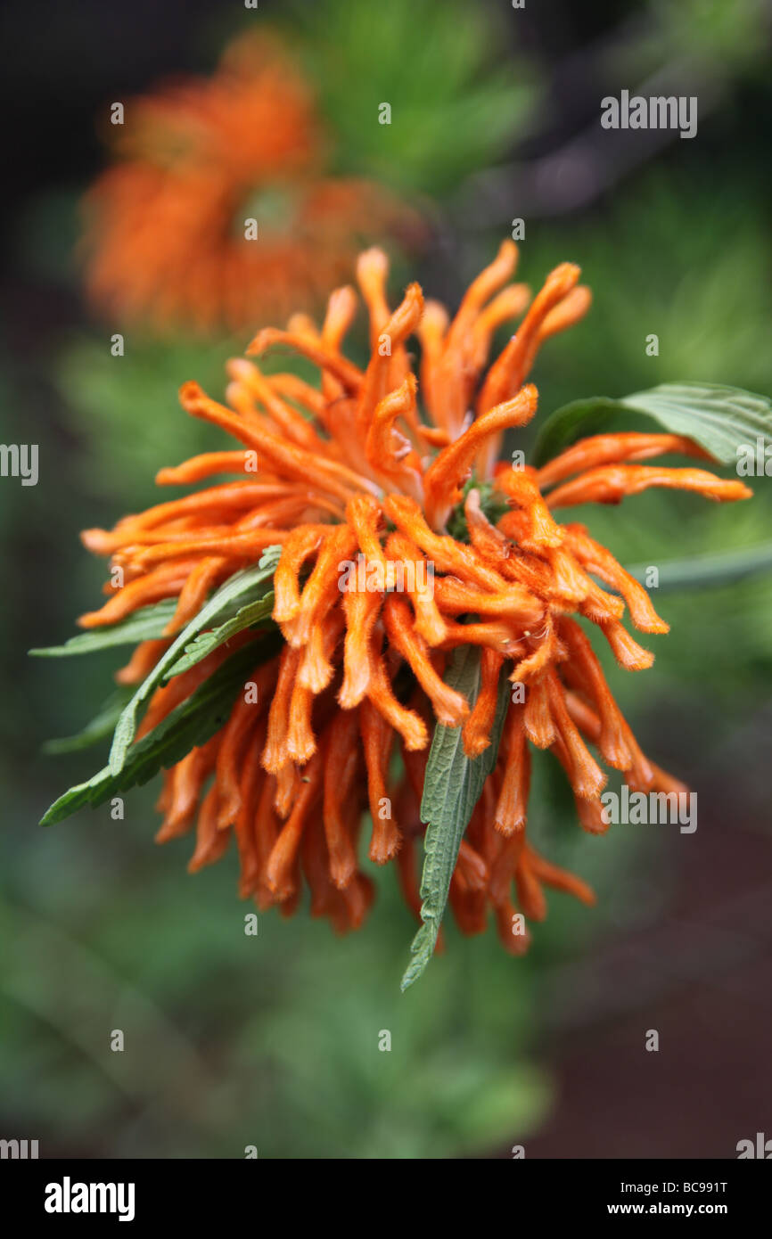 Leonotis tropicale arbusto a fioritura Foto Stock