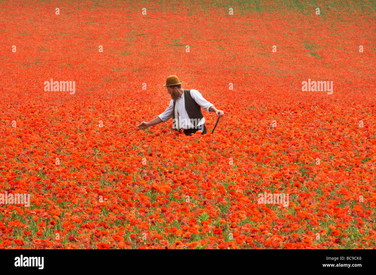 Un agricoltore in un campo di papaveri sul South Downs nel Sussex England. I fiori sono un tripudio di scarlatto su un caldo giorno di giugno. Foto Stock