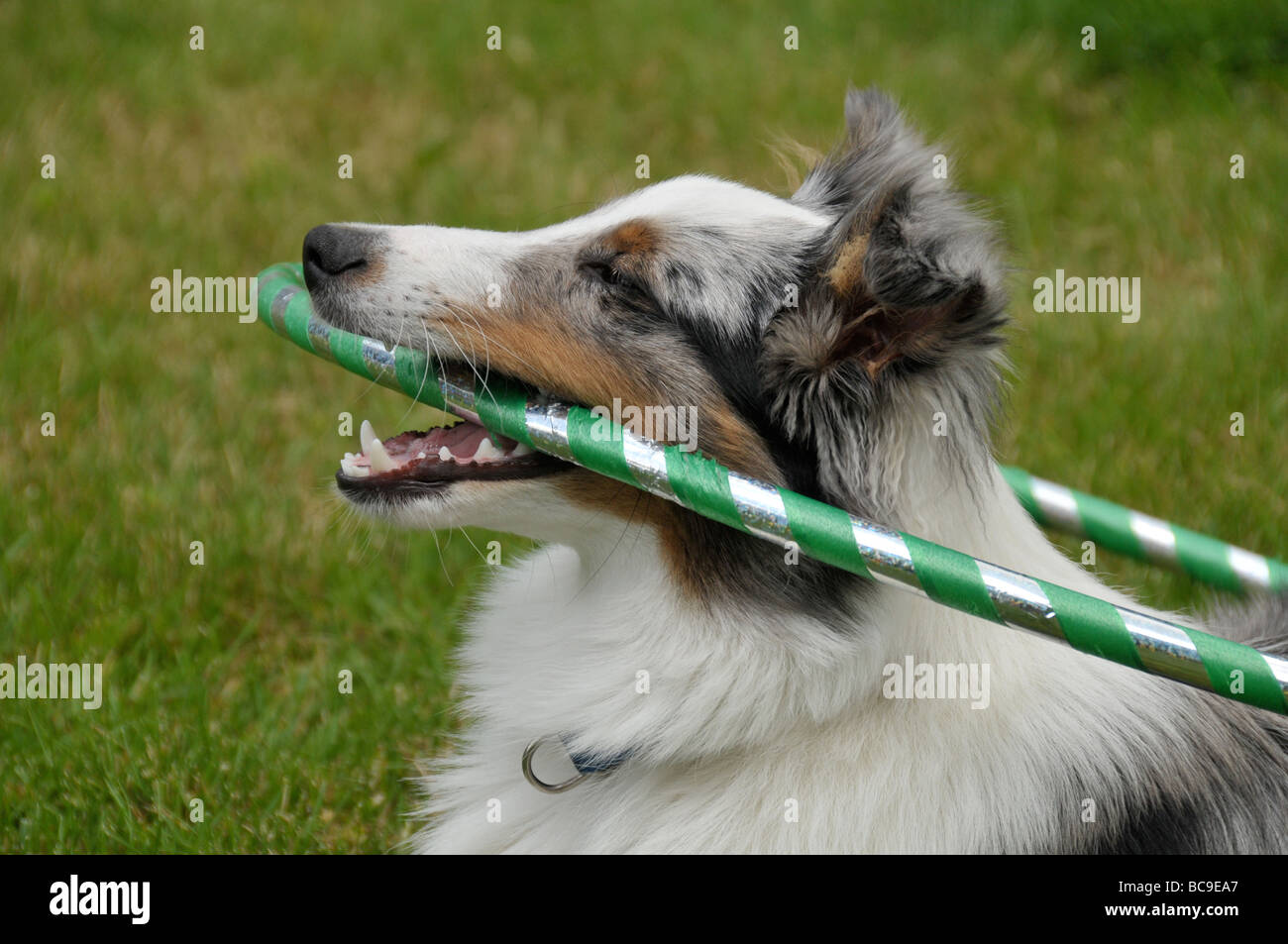 Sheltie cucciolo giocando con hoola hoop. Foto Stock