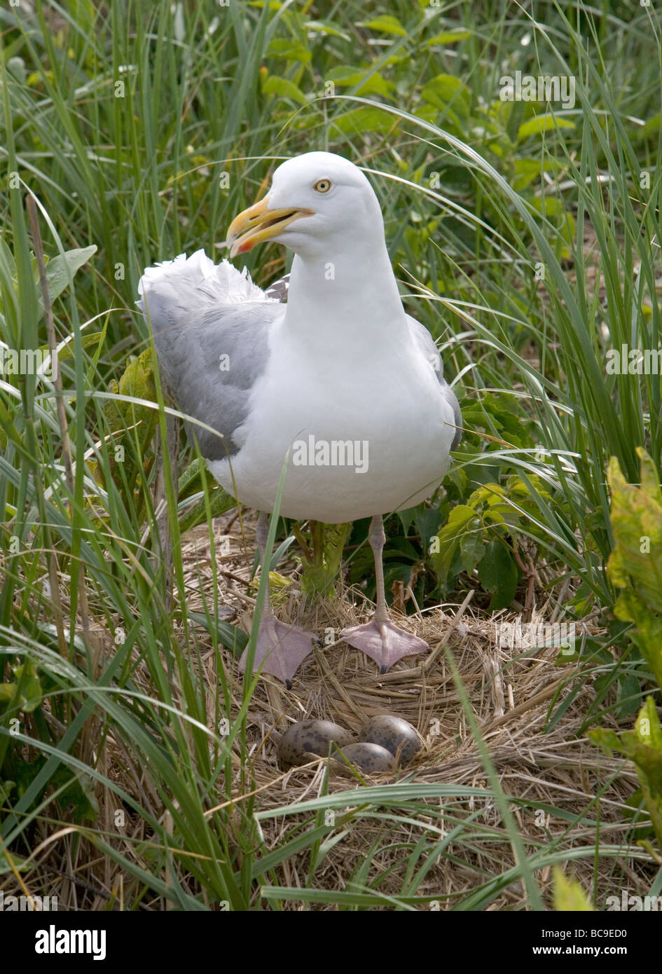 Un gabbiano aringa sta di guardia oltre il suo nido e la frizione di tre uova Foto Stock