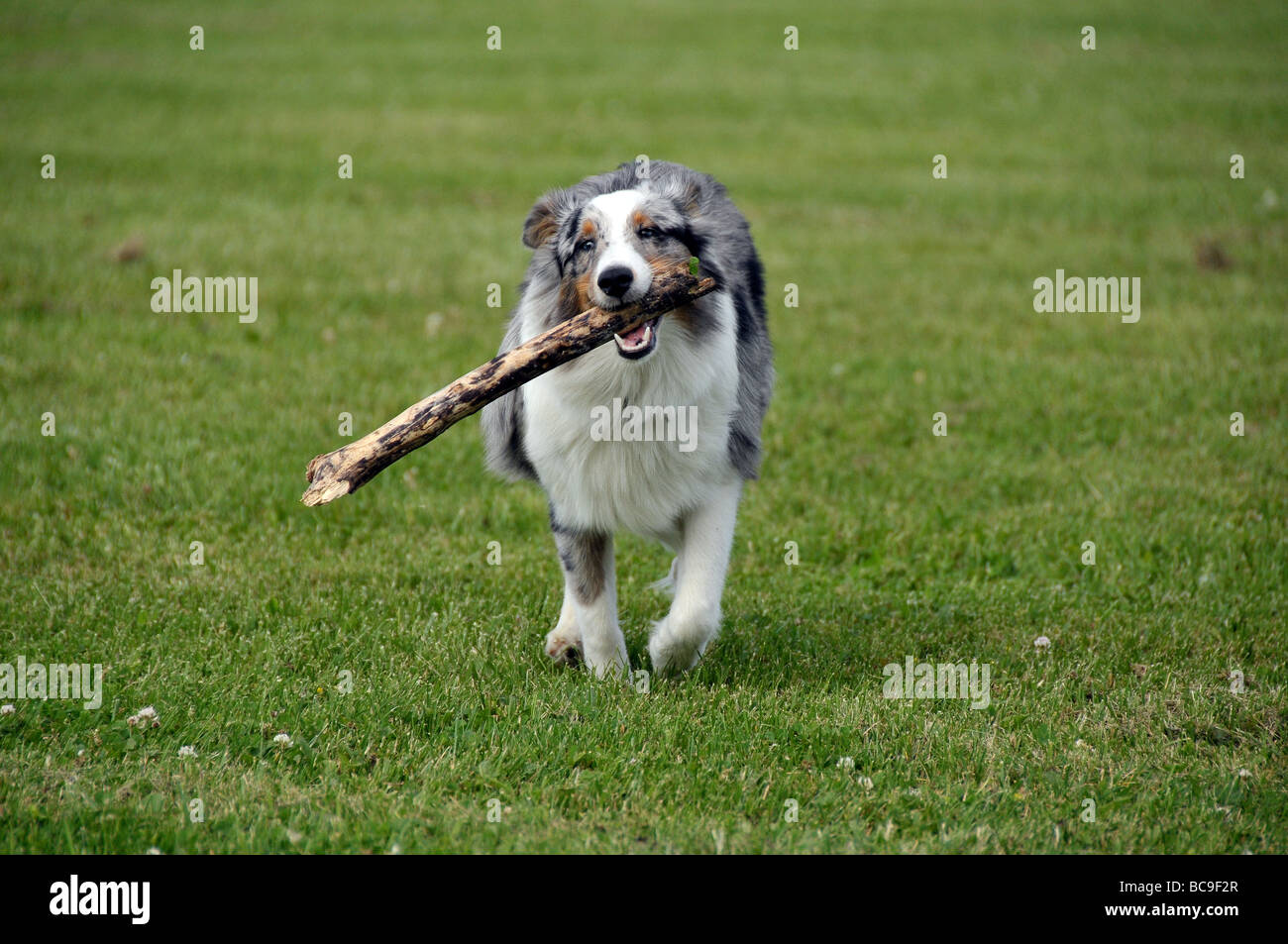 Sheltie cucciolo giocando con il bastone. Foto Stock
