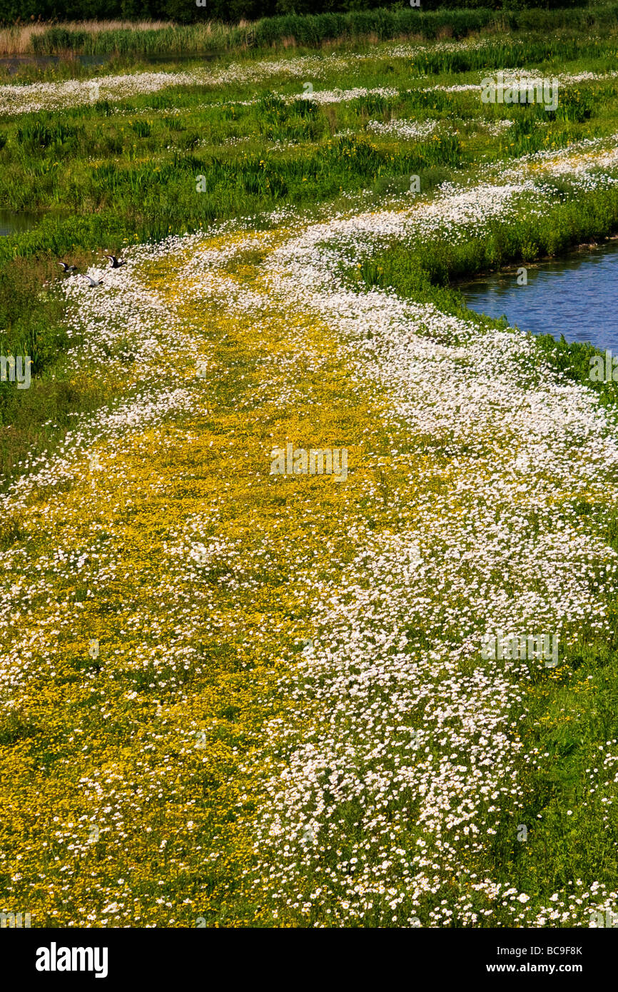 Percorso dei fiori Foto Stock