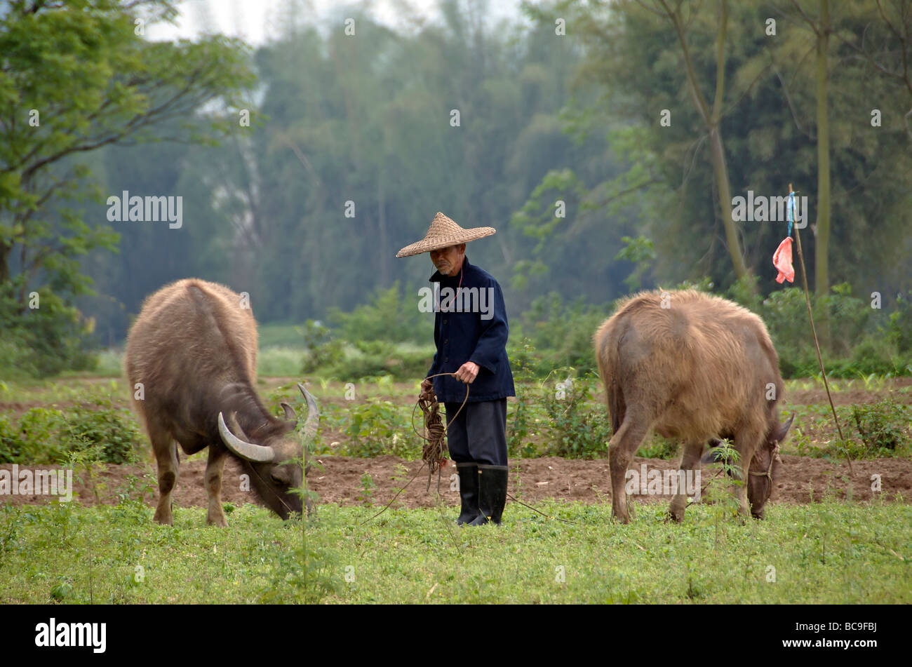 Contadino con buffaloes Fuli vicino a Yangshuo Guangxi Cina Foto Stock
