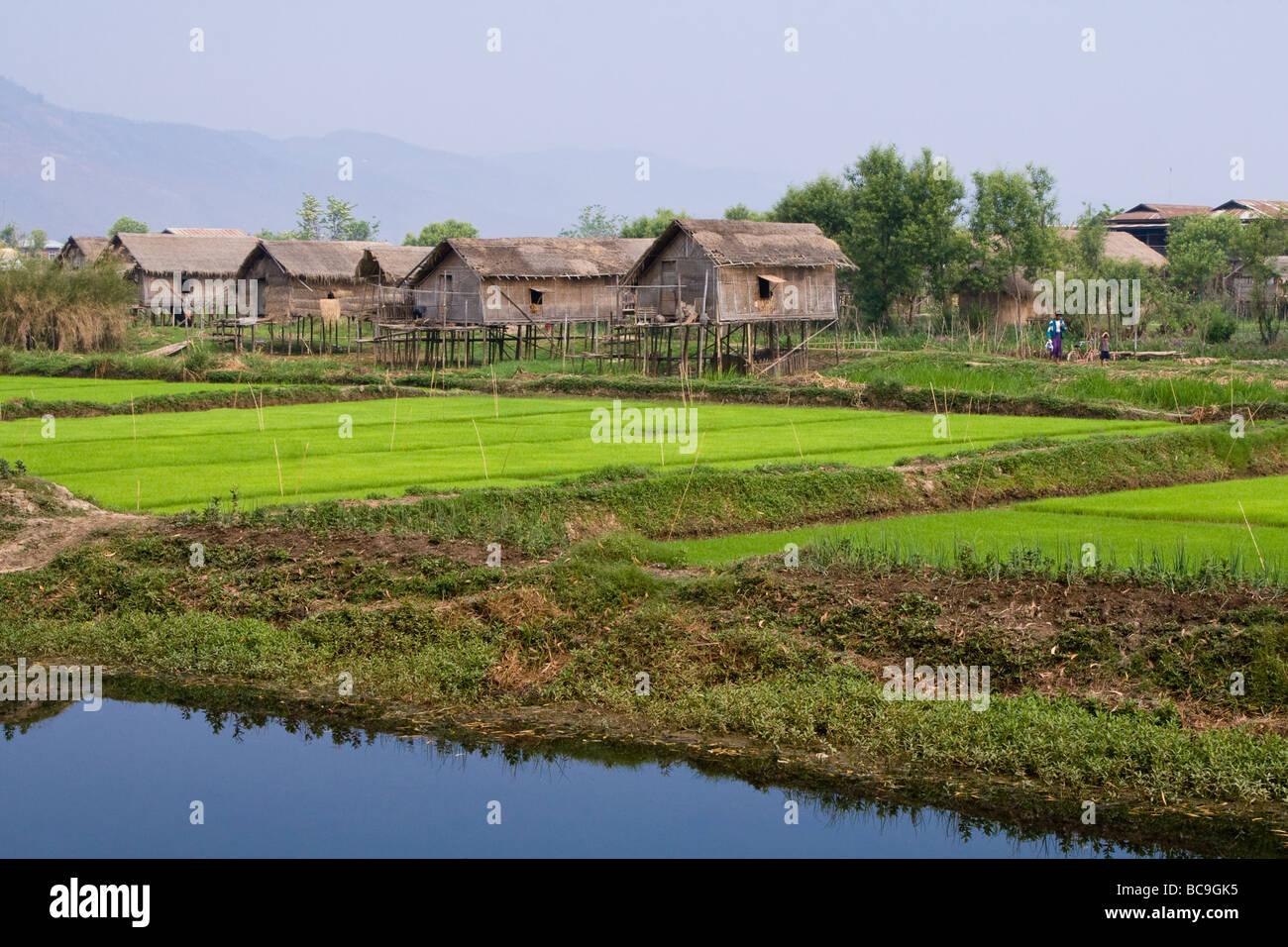 Stilt capanne su un rigoglioso campo di riso in Myanmar Foto Stock