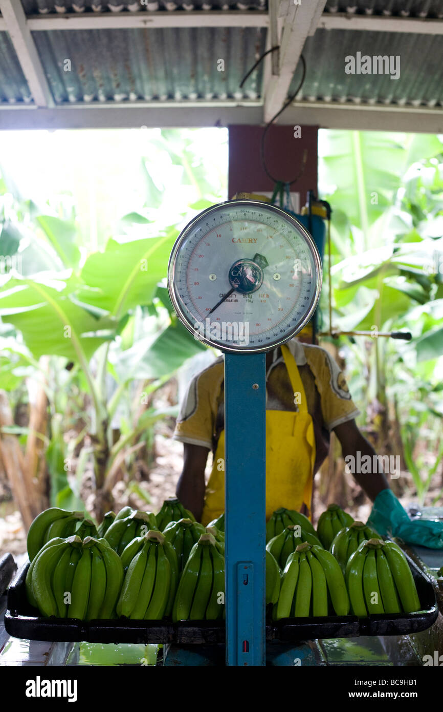 Fairtrade banane Repubblica Dominicana Foto Stock