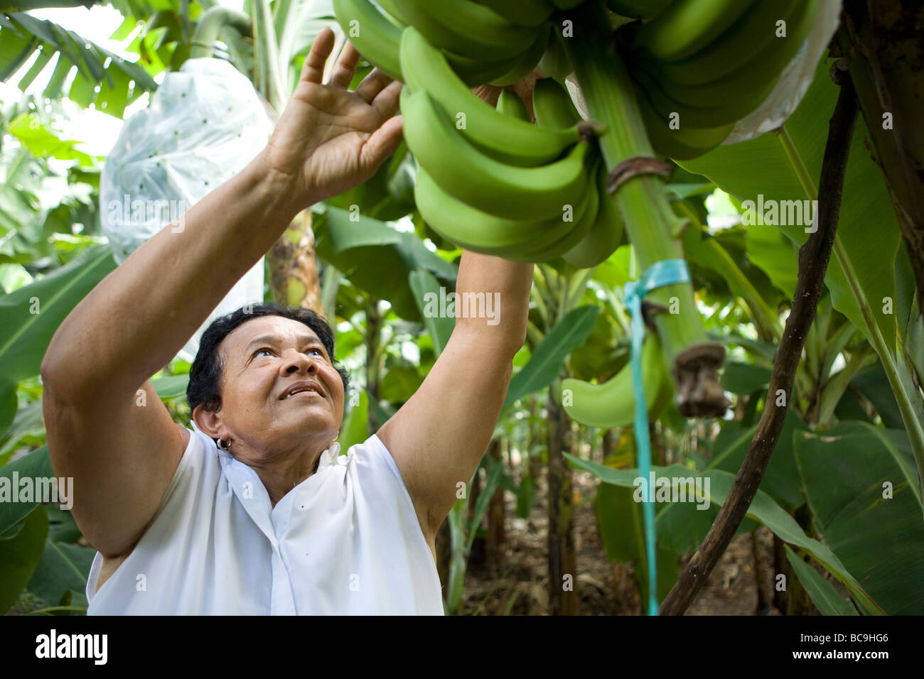 Banane Fair trade agricoltore, Repubblica Dominicana, vicino al confine con Haiti. Foto Stock