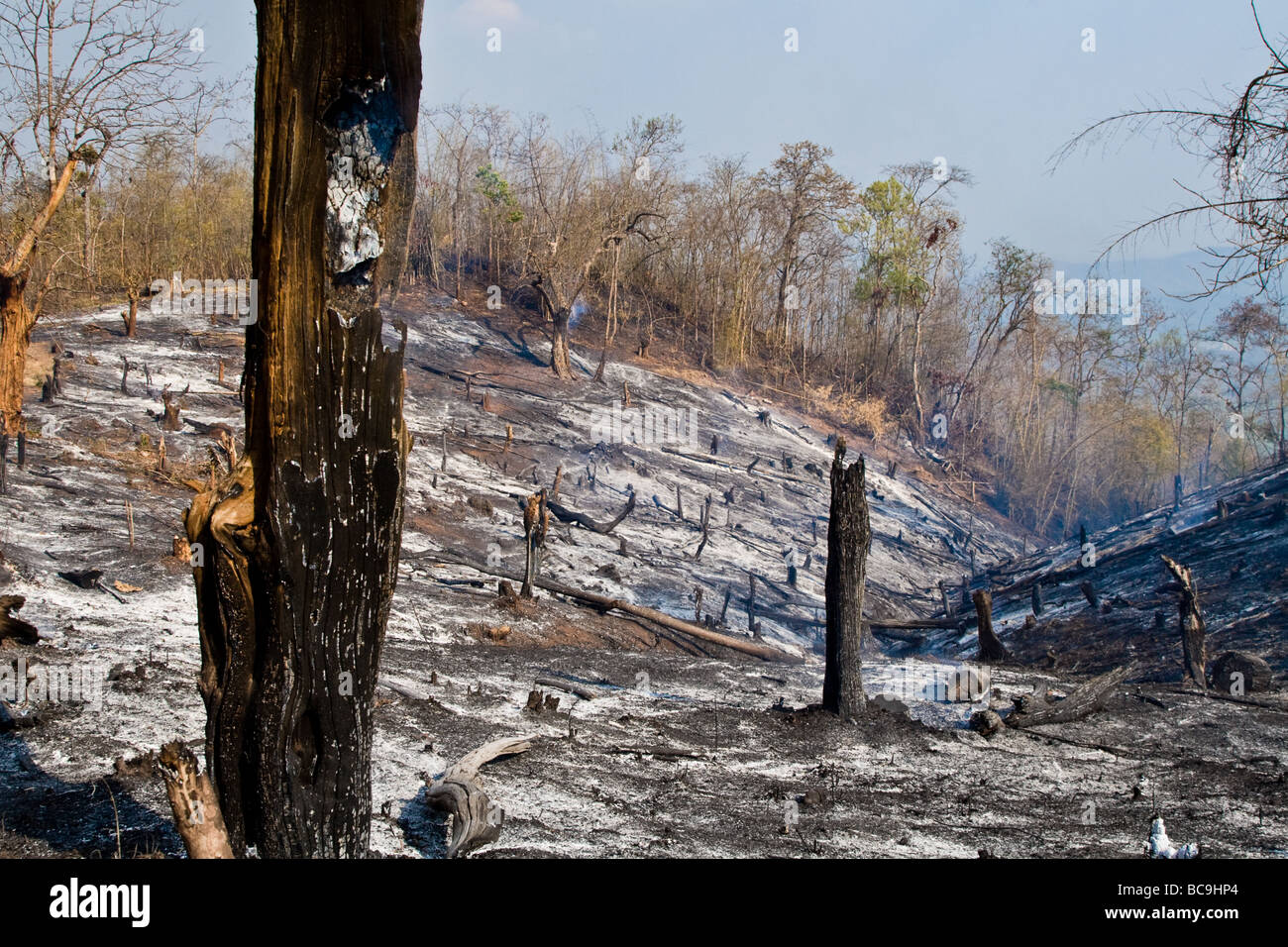 Dopo un incendio di boschi Foto Stock