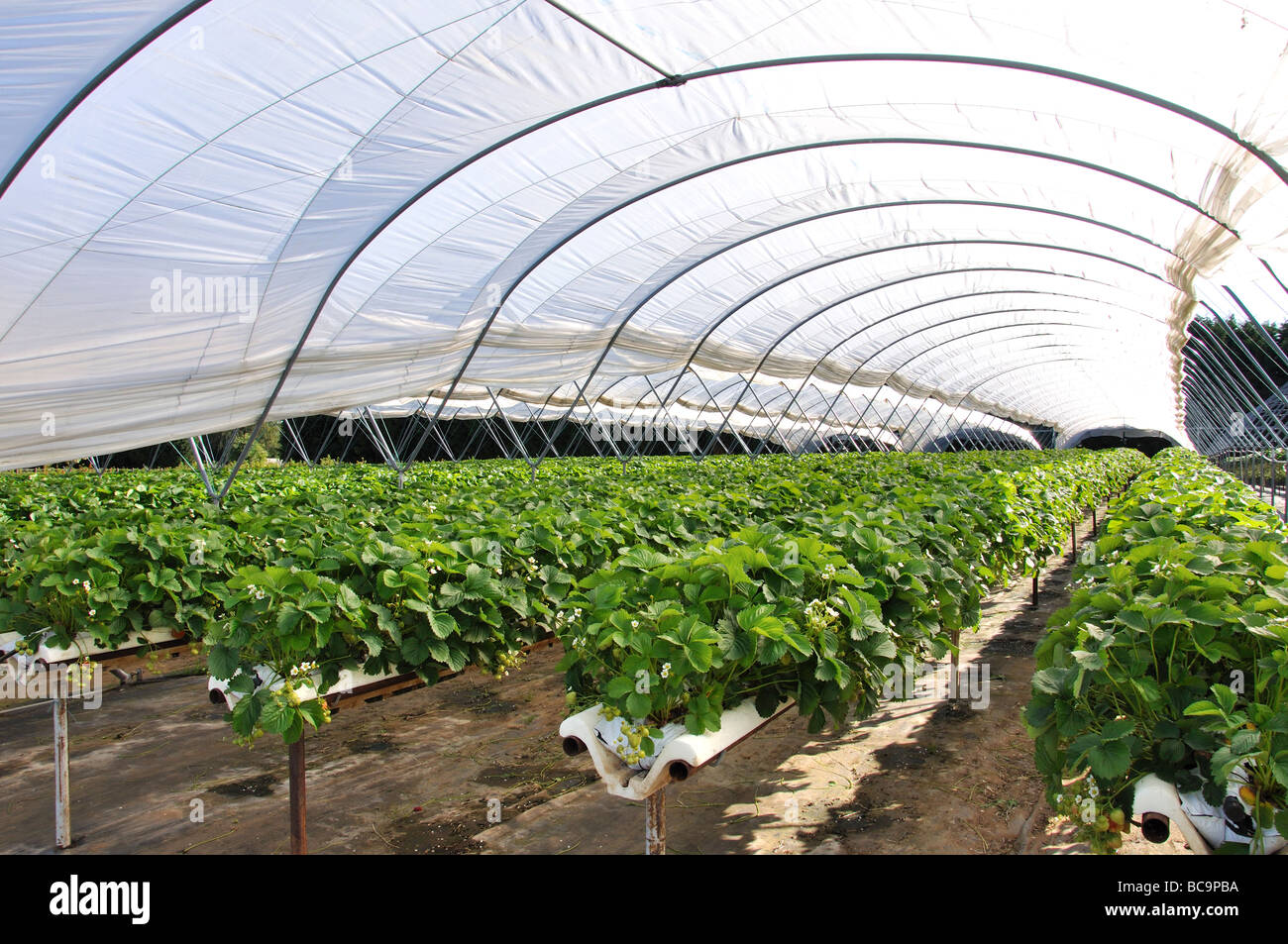 Fragole crescere sotto la copertura, Secretts Farm Shop, Guildford, Surrey, England, Regno Unito Foto Stock