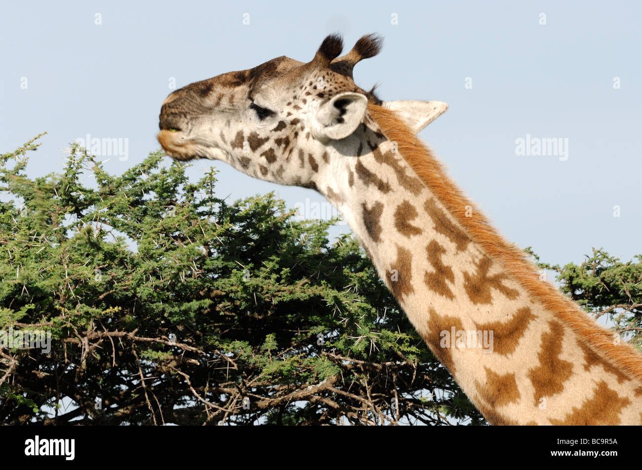 Foto di stock di un Masai giraffe mangiare dalla cima di un albero di acacia, Ndutu, Tanzania, 2009. Foto Stock