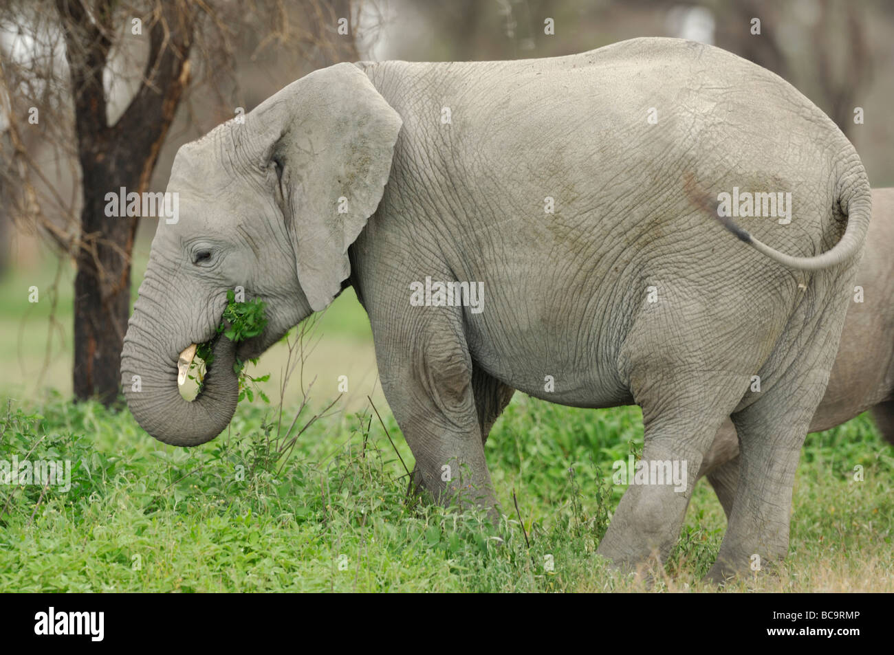 Foto di stock di un elefante in piedi di vitello da sua madre, Ndutu, Tanzania, 2009. Foto Stock