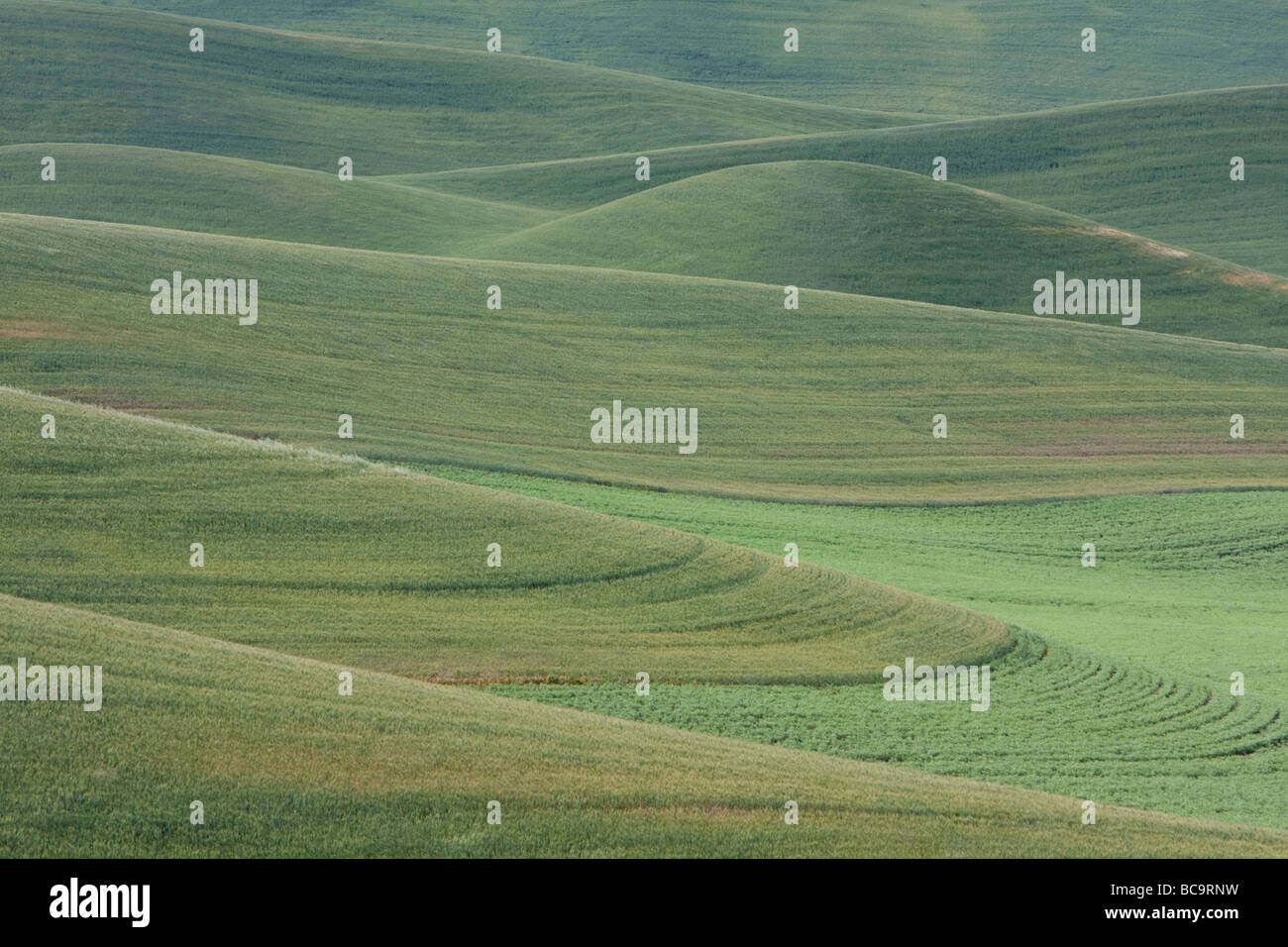 Whitman County, Palouse paese del sud-est dello Stato di Washington. Campi coltivati a grano e lenticchie. Foto Stock