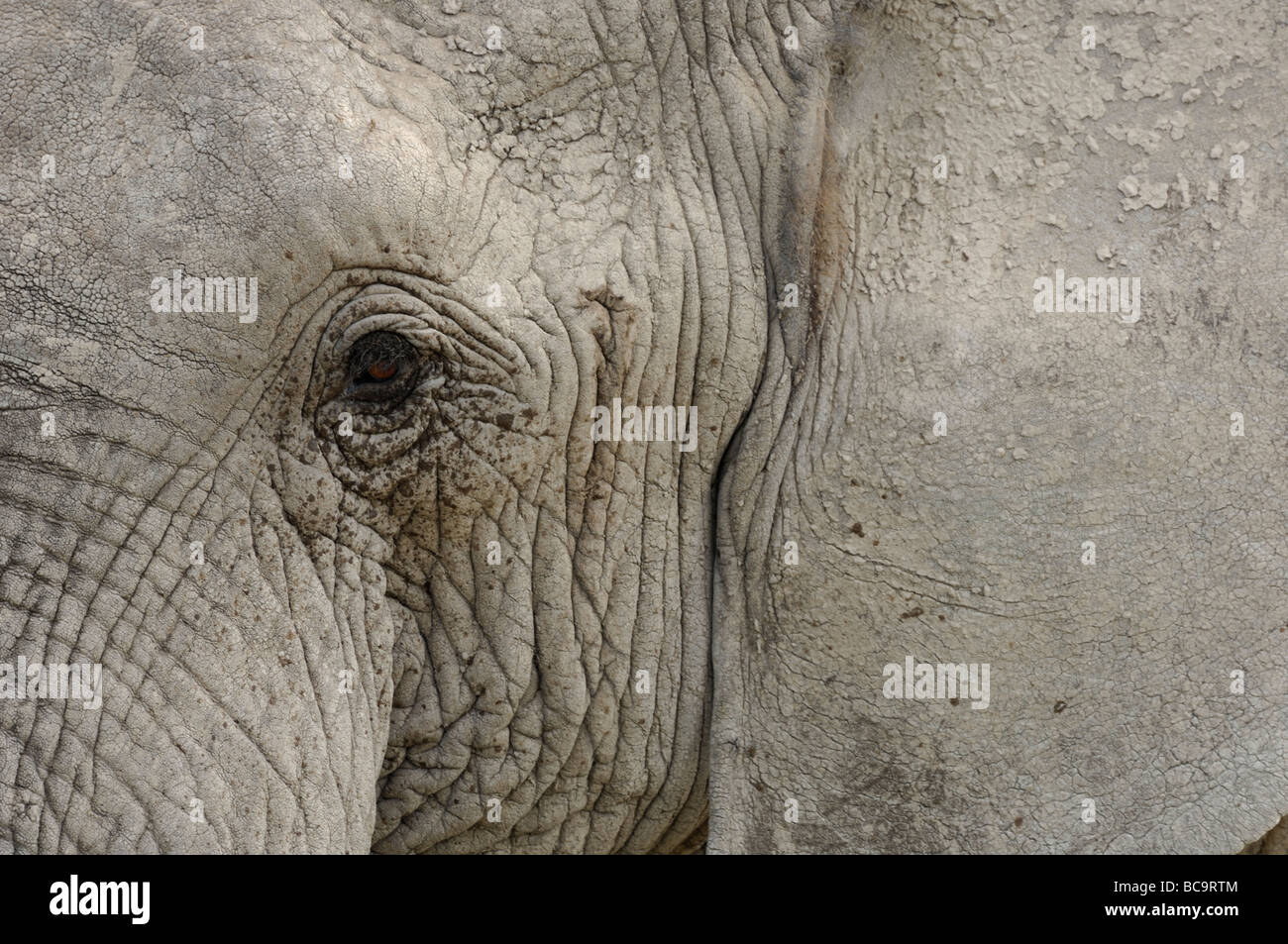 Primo piano del volto di un elefante africano, Ndutu, Tanzania, 2009. Foto Stock