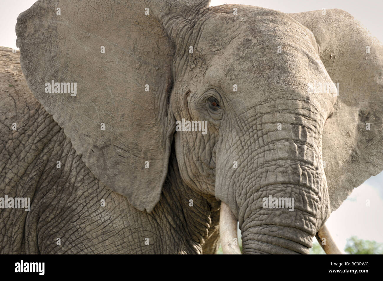 Primo piano del volto di un elefante africano, Ndutu, Tanzania, 2009. Foto Stock