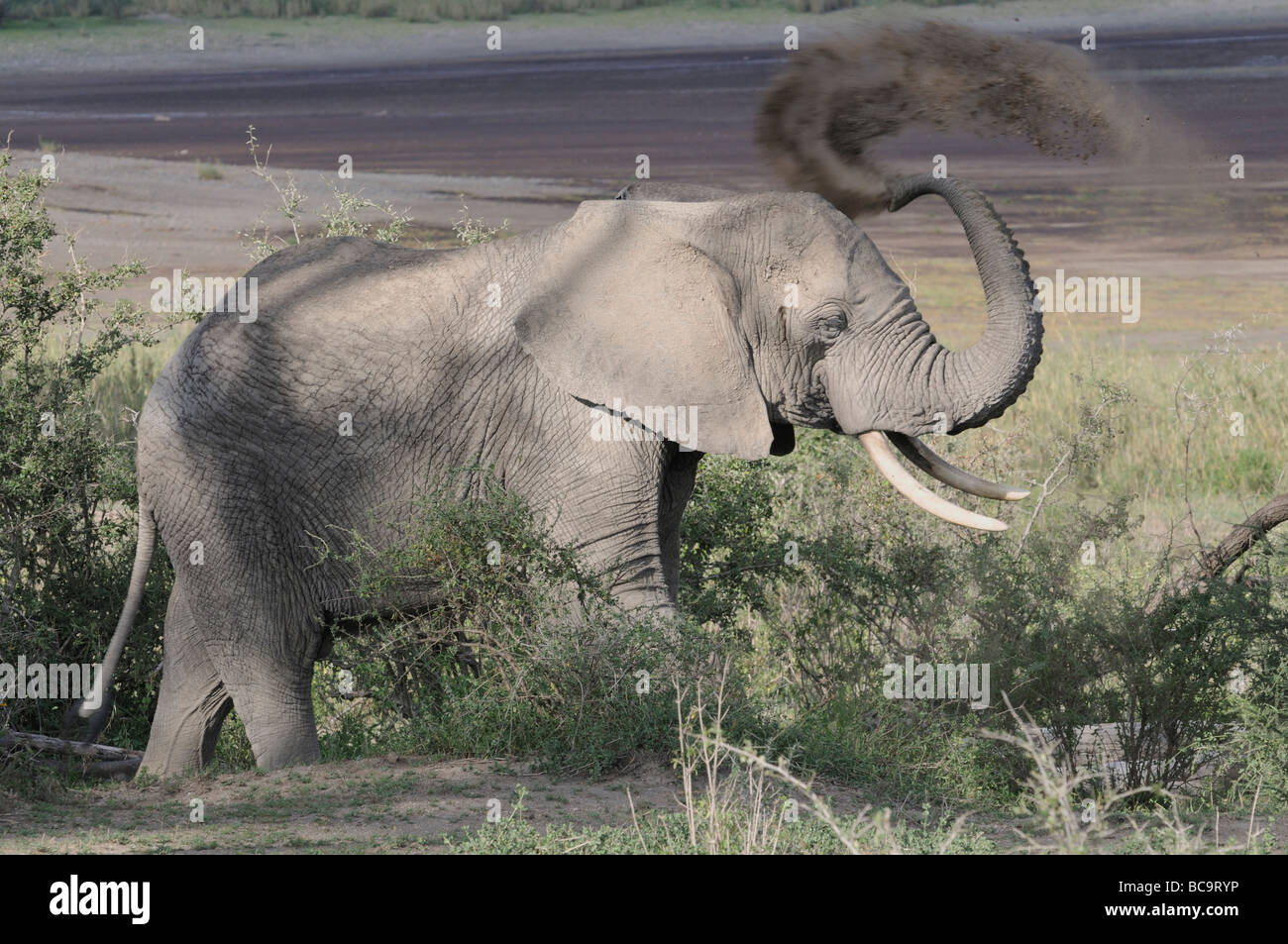 Foto di stock di un elefante polvere bagno, Ndutu, Tanzania, febbraio 2009. Foto Stock