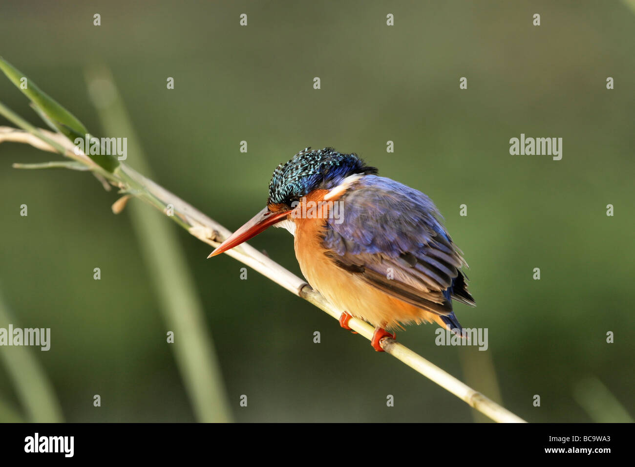 La Malachite Kingfisher (Alcedo cristata) è un fiume kingfisher che è ampiamente distribuito in Africa a sud del Sahara. Foto Stock